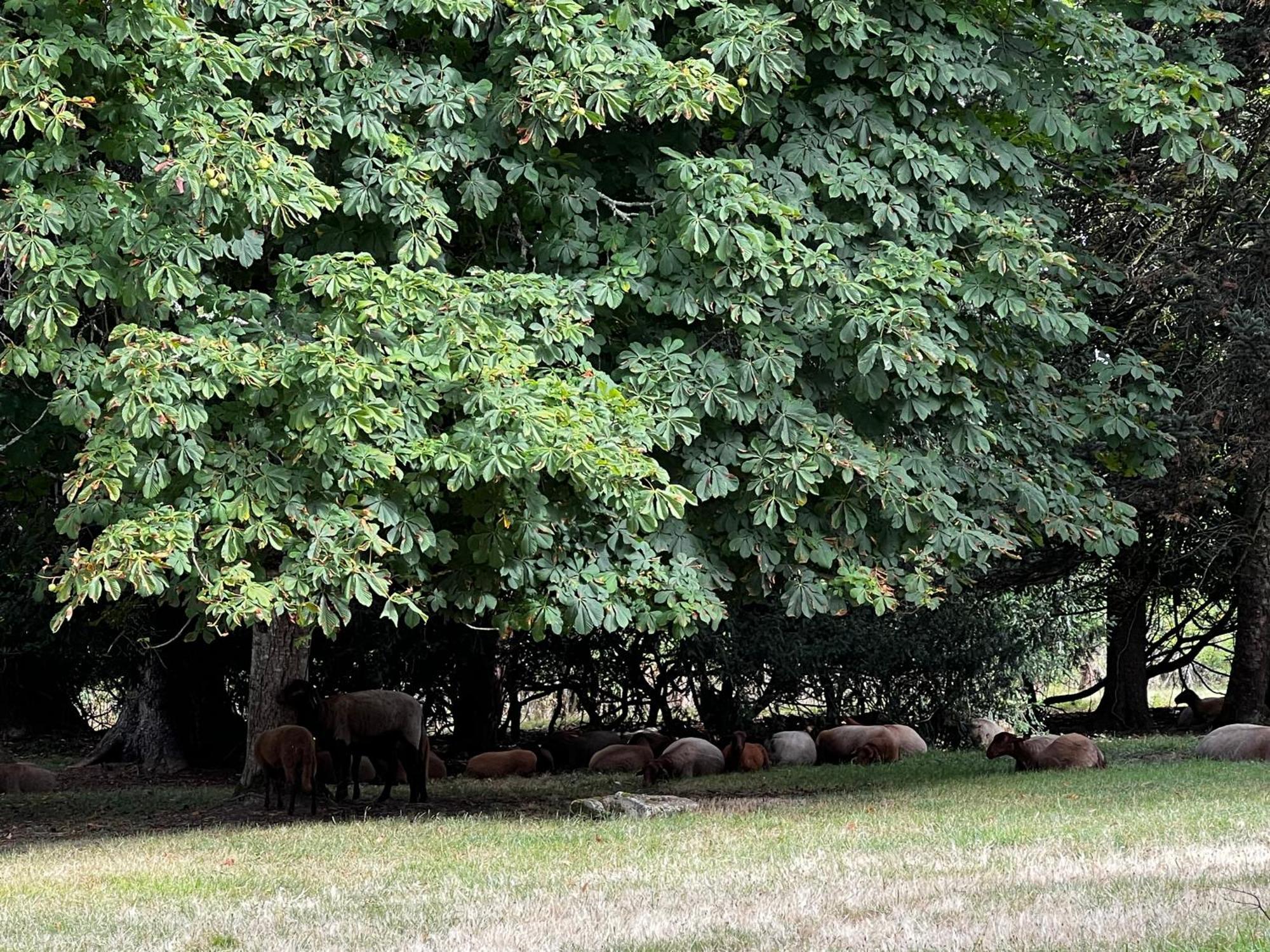 Domaine Du Faure Bed & Breakfast Chadurie Bagian luar foto